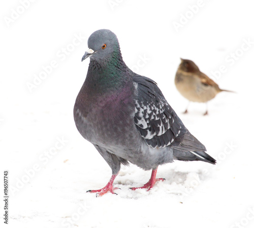 Pigeon sits on white snow in winter