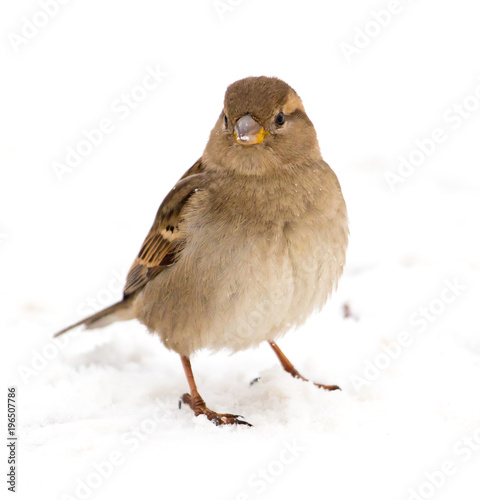 Sparrow sits on white snow in winter