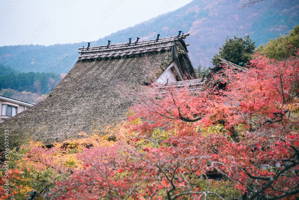 Naklejka premium Maple tree roof back ground, the roof house background in season change of fall, autumn season.