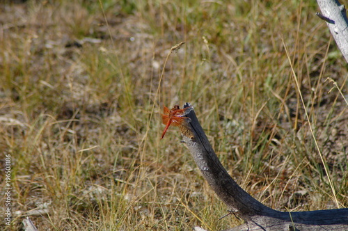 Flame Skimmer Dragonfly