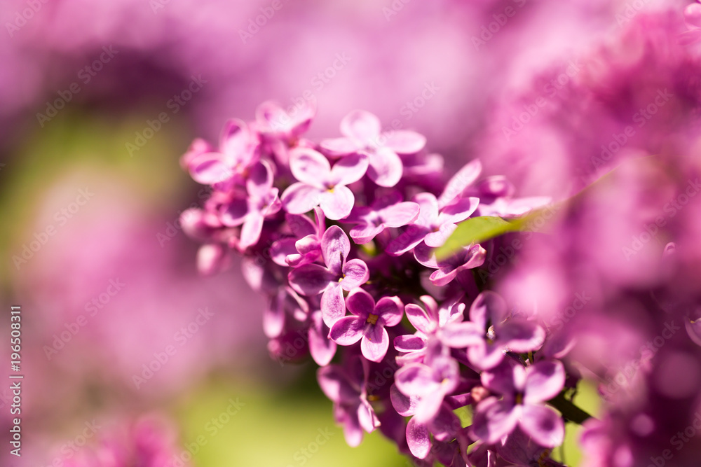Lilac flowers on a tree in spring Lilac flowers on a tree in spring