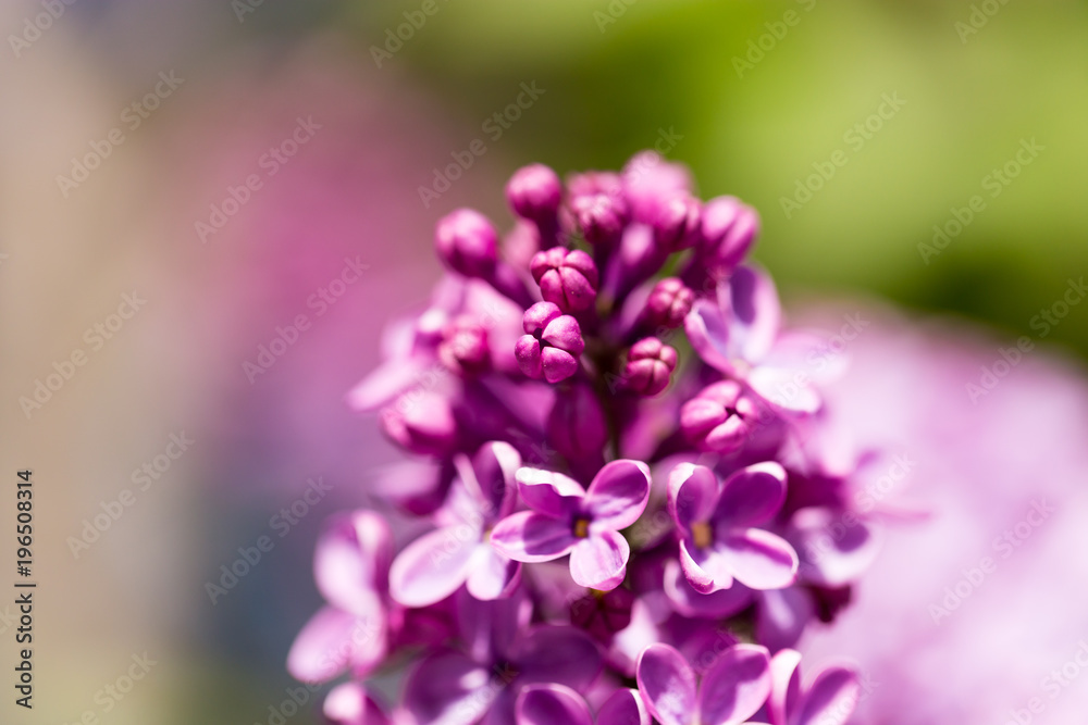 Lilac flowers on a tree in spring Lilac flowers on a tree in spring
