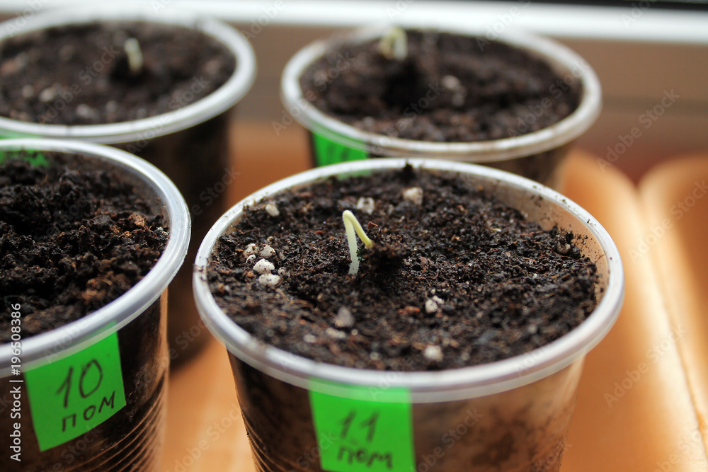 Germinating seeds of tomato in containers with labels. Closeup. Germinating seeds of tomato in containers with labels. Closeup.
