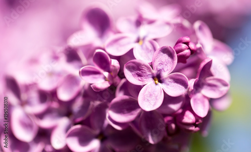 Lilac flowers on a tree in spring © schankz