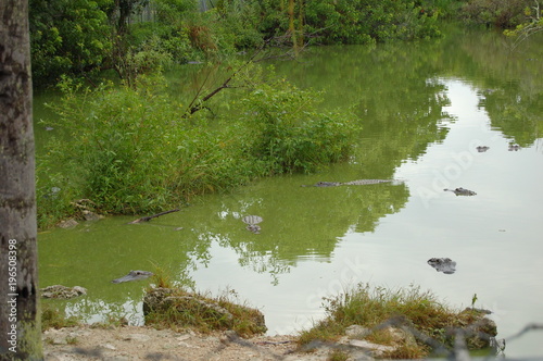 Alligators in the swamps
