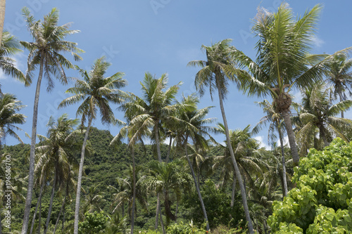 Lively palm trees in Guam photo