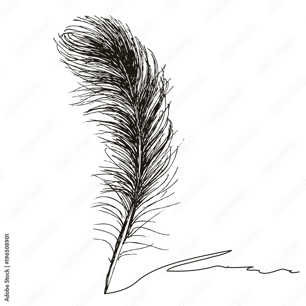 Obraz premium Feather with ink.
