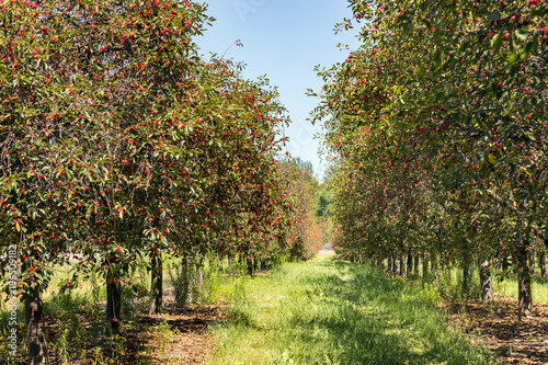 Cherry Trees with Ripe Cherries