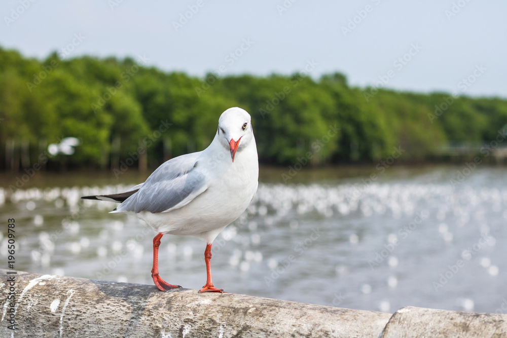 Seagull on nature background. White sea bird on the bridge. Seagull on nature background. White sea bird on the bridge.