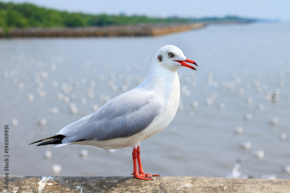 White seagull standing on the bridge in nature background. White seagull standing on the bridge in nature background.