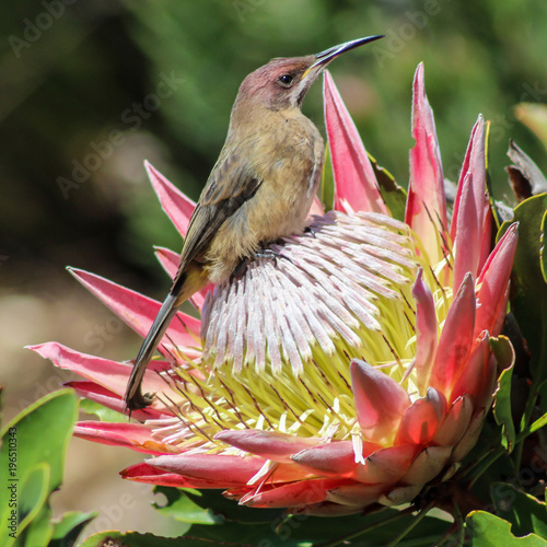 Cape Sugarbird (Promerops cafer) on a king protea