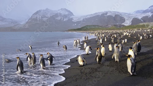 King penguins entering the surf at Gold Harbor on South Georgia. 