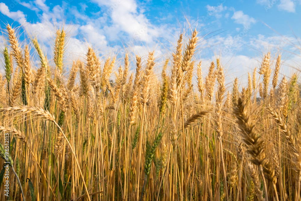 Barley Wheat field in golden glow and cloud blue sky in Chaingmai Thailand Barley Wheat field in golden glow and cloud blue sky in Chaingmai Thailand