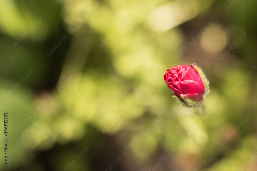 Obraz premium Close-up: Red bud of Persian buttercup flower is blossoming on a blurred abstract background of fresh natural green leaves. Spring is coming!