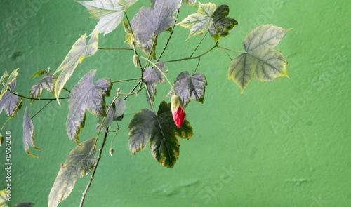 green background with red flower