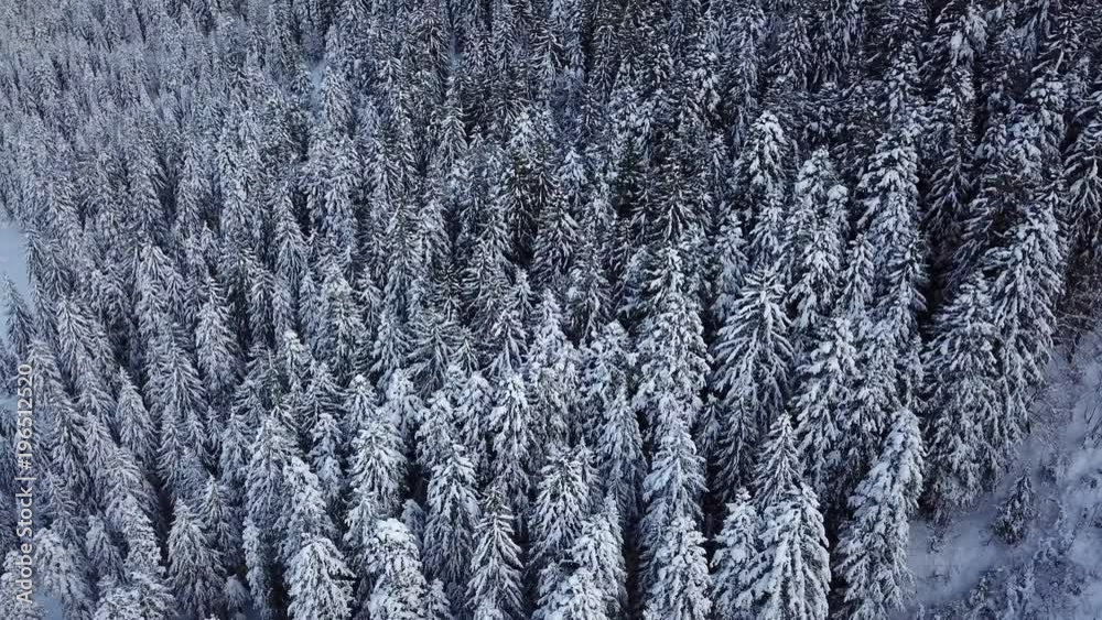 Snowy forest aerial shot / Beautiful cinematic forest in winter drone shot. Beautiful cinematic forest in winter drone shot Snowy forest aerial shot / Beautiful cinematic forest in winter drone shot. Beautiful cinematic forest in winter drone shot