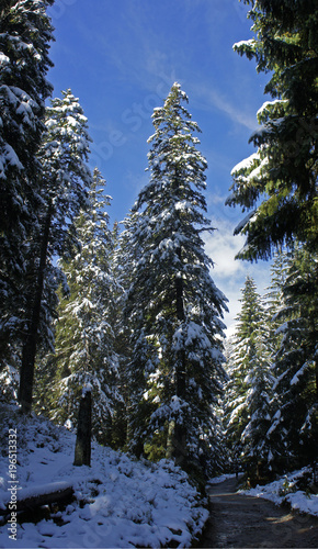 Winter Christmas Snowy Forest View with bright blue sky