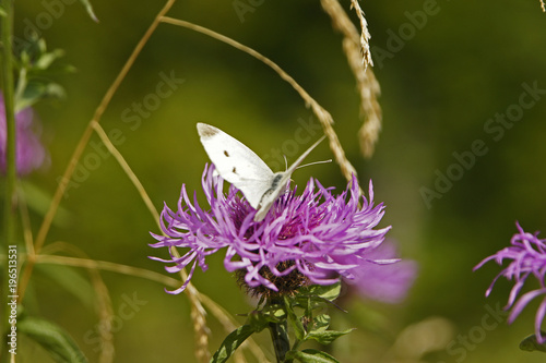 Close up of pink flower with small white butterfly - cabbage white (Pieridae) Spain