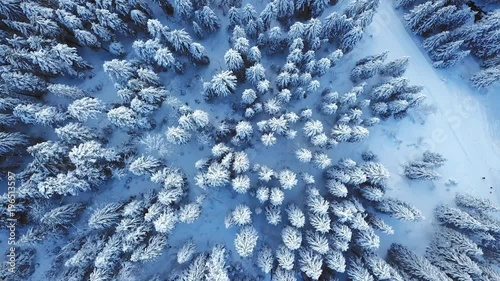 Beautiful winter wonderland aerial shot. Flying over a scenic pine forest covered with snow
