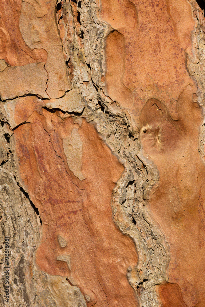 pine tree bark in close up.isolated The bark is rough and cracked. it's color is brown and grey pine tree bark in close up.isolated The bark is rough and cracked. it's color is brown and grey