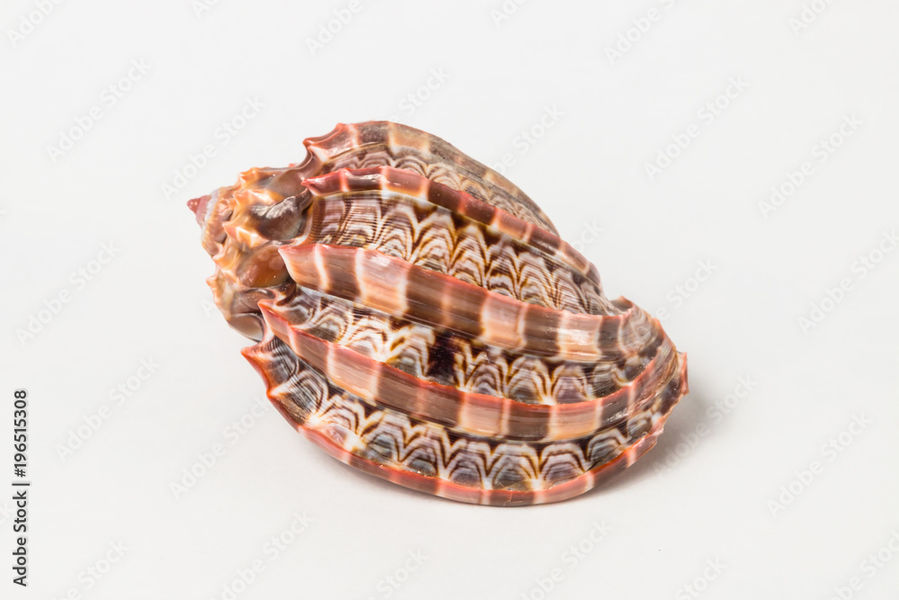 Fototapeta premium Tropical sea shell isolated on white. The shell is spiral with delicate spines.