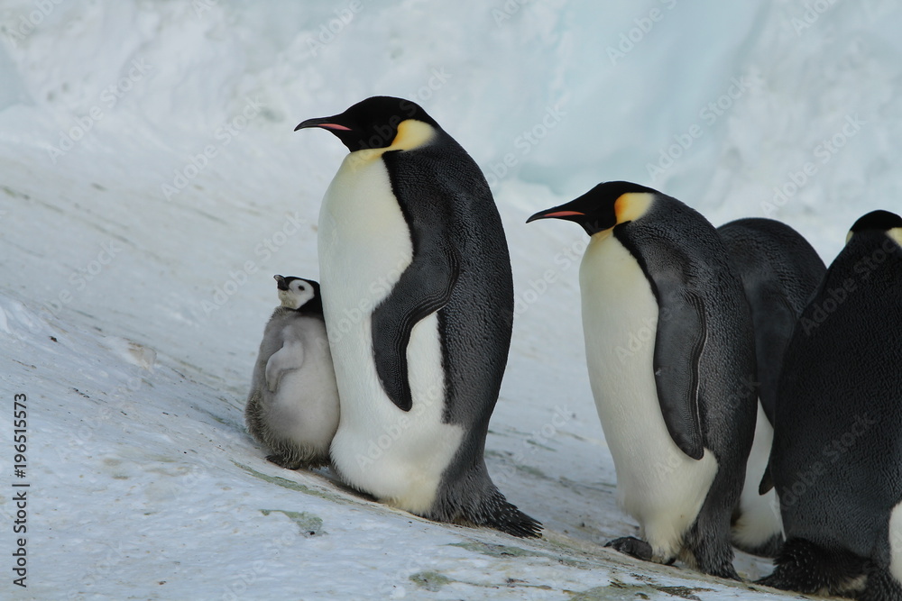 Obraz premium Emperor penguins(aptenodytes forsteri)Chicks in colony on the sea ice of Davis sea,Eastern Antarctica