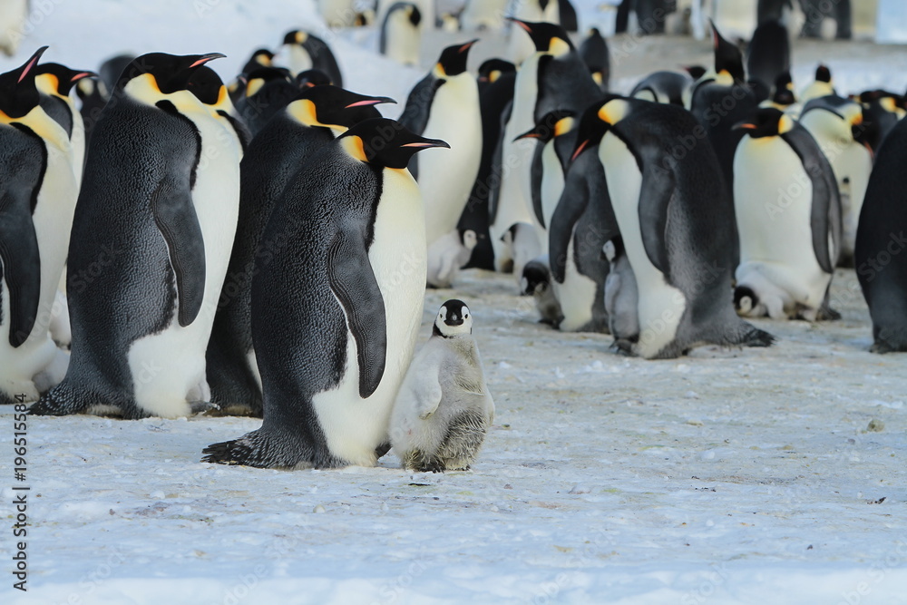Fototapeta premium Emperor penguins(aptenodytes forsteri)Chicks in colony on the sea ice of Davis sea,Eastern Antarctica