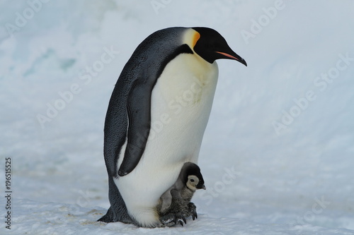 Emperor penguins(aptenodytes forsteri)Chicks in colony on the sea ice of Davis sea,Eastern Antarctica