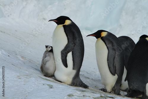 Emperor penguins aptenodytes forsteri Chicks in colony on the sea ice of Davis sea Eastern Antarctica