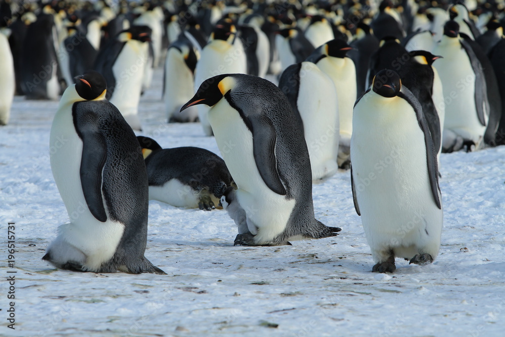 Obraz premium Emperor penguin (aptenodytes forsteri)with a chick in the colony of the Haswell, East Antarctica