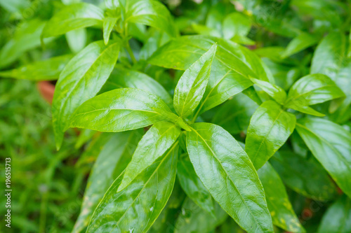 fresh Thai herbal medicine plant leaves Andrographis paniculata