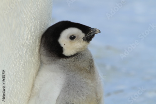 Emperor penguin (aptenodytes forsteri)with a chick in the colony of the Haswell, East Antarctica