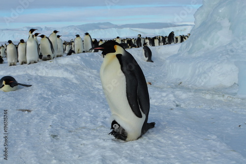 Emperor penguin  aptenodytes forsteri with a chick in the colony of the Haswell  East Antarctica