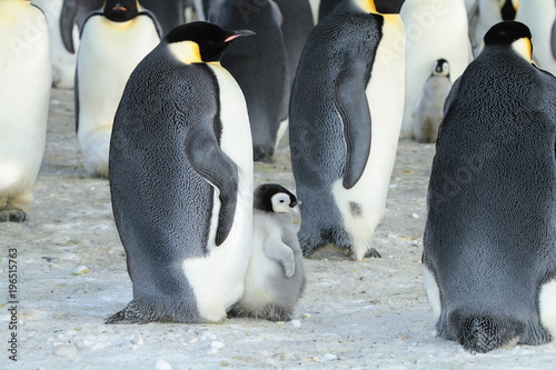 Emperor penguin (aptenodytes forsteri)with a chick in the colony of the Haswell, East Antarctica