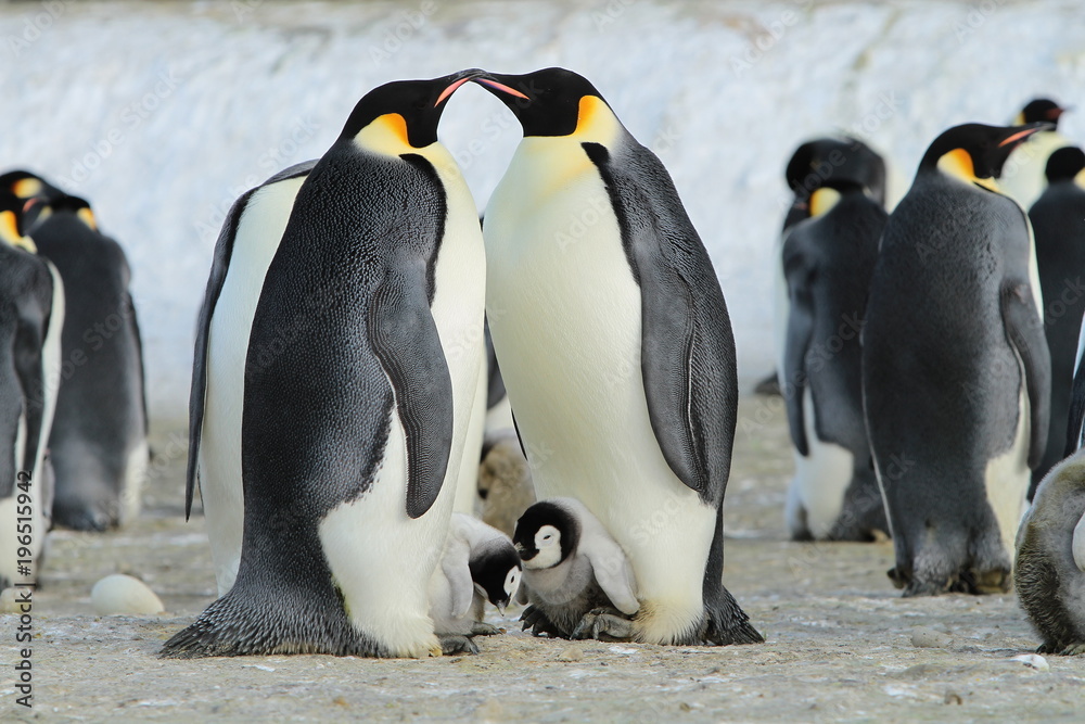 Emperor penguins (aptenodytes forsteri) in a colony with Chicks in the sea of Davis, near the island of Haswell - obrazy, fototapety, plakaty 