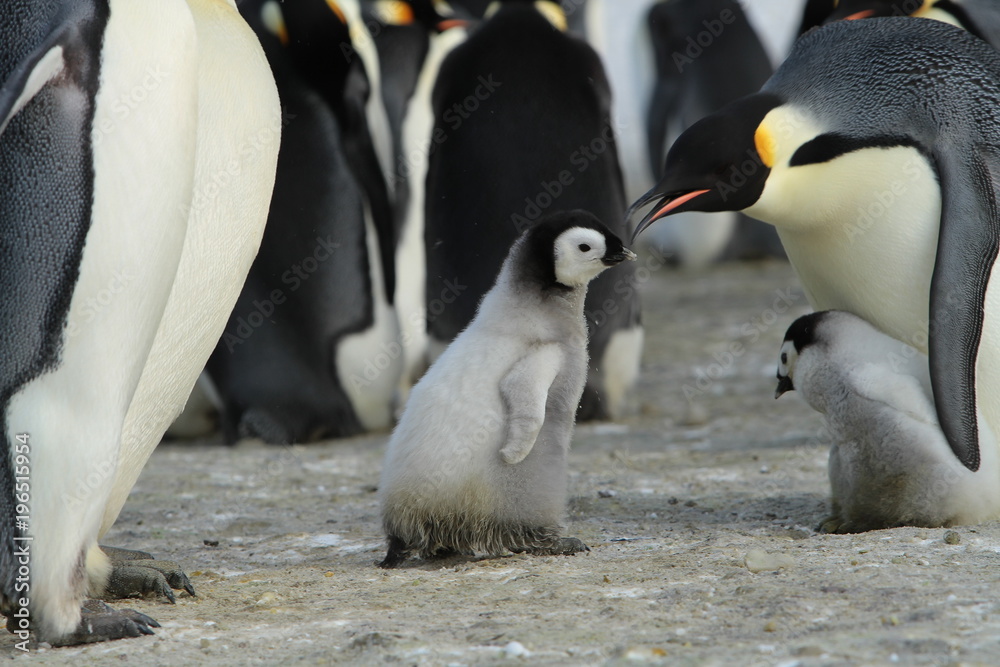 Obraz premium Emperor penguins (aptenodytes forsteri) in a colony with Chicks in the sea of Davis, near the island of Haswell