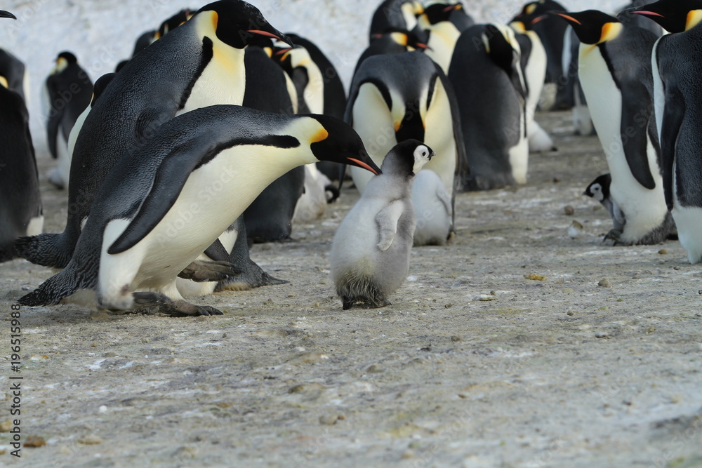 Fototapeta premium Emperor penguins (aptenodytes forsteri) in a colony with Chicks in the sea of Davis, near the island of Haswell