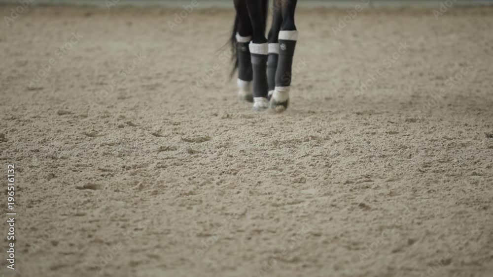Legs of horse go on sand in a manege