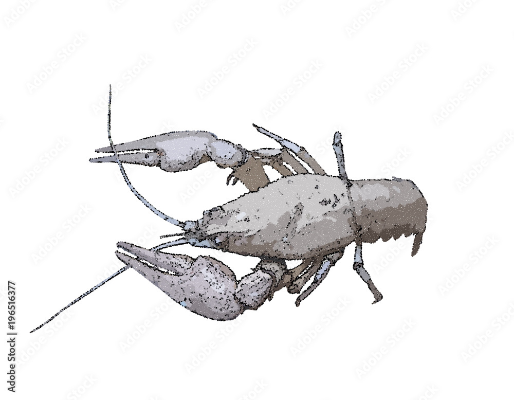 Naklejka premium Crawfish. Isolated on white background. Vector illustration.