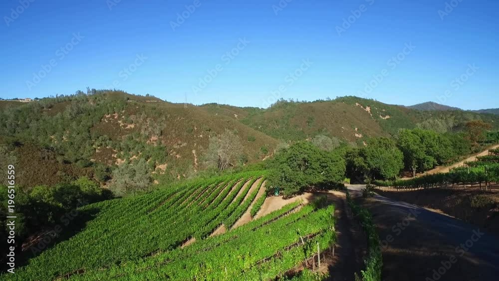 An aerial along a hillsideover rows of vineyards in Northern California's Sonoma County. An aerial along a hillsideover rows of vineyards in Northern California's Sonoma County.