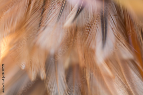 Bird and chickens feather texture for background Abstract blur style and soft color of art design.