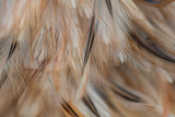 Bird and chickens feather texture for background Abstract,blur style and soft color of art design.