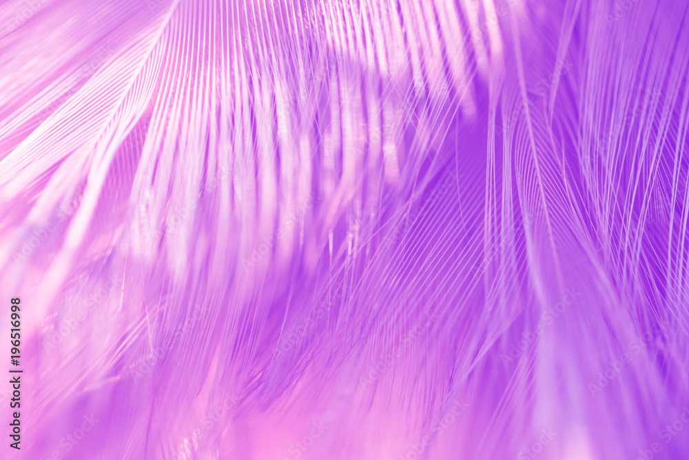 Bird and chickens feather texture for background Abstract,blur style and soft color of art design. Bird and chickens feather texture for background Abstract,blur style and soft color of art design.