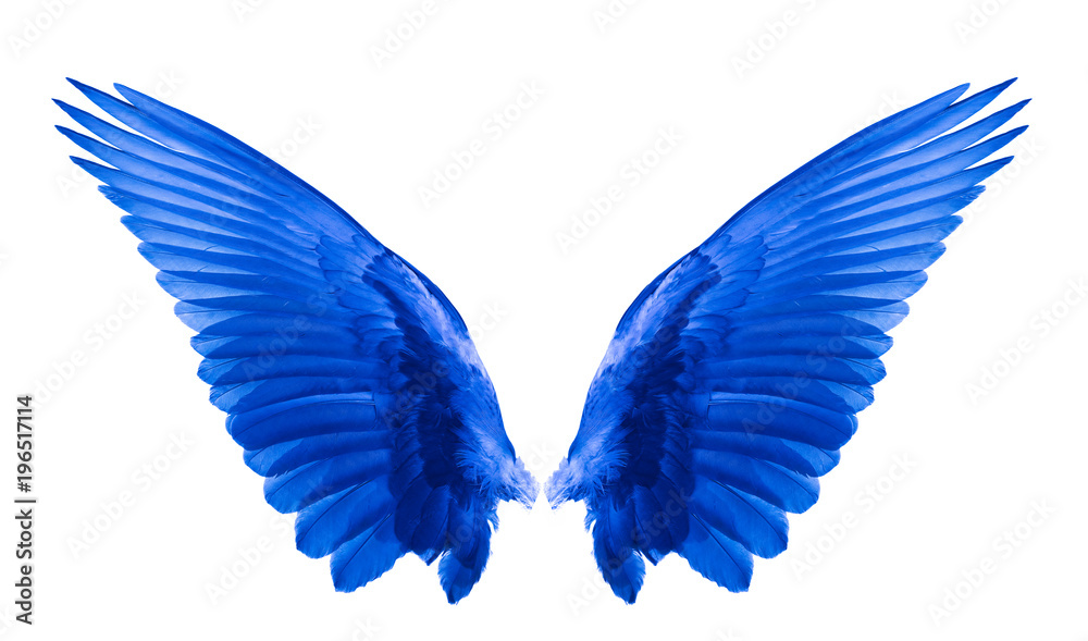 Obraz premium under blue wing on white background