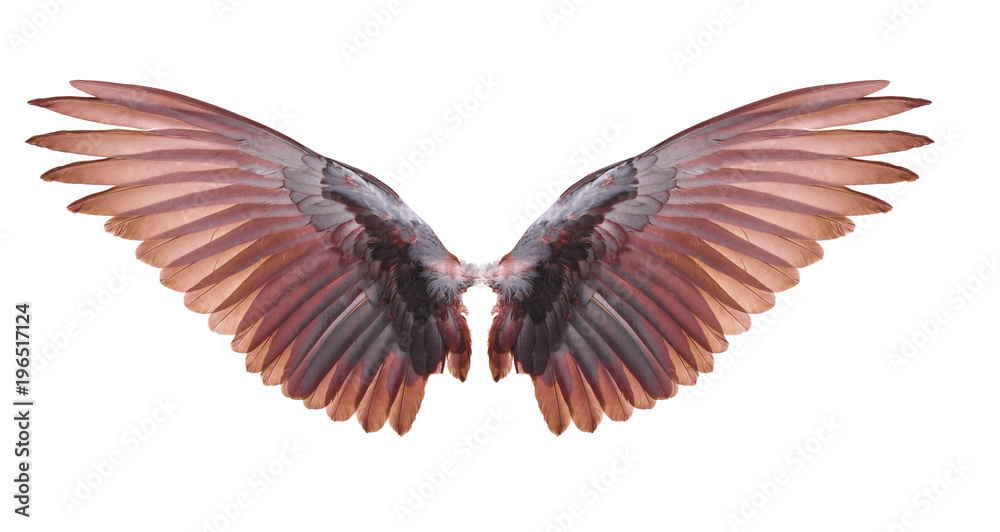 oranges wings on white background oranges wings on white background
