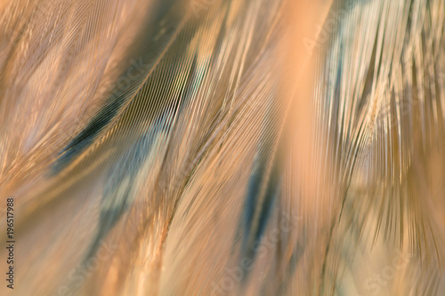 Bird and chickens feather texture for background Abstract,blur style and soft color of art design.