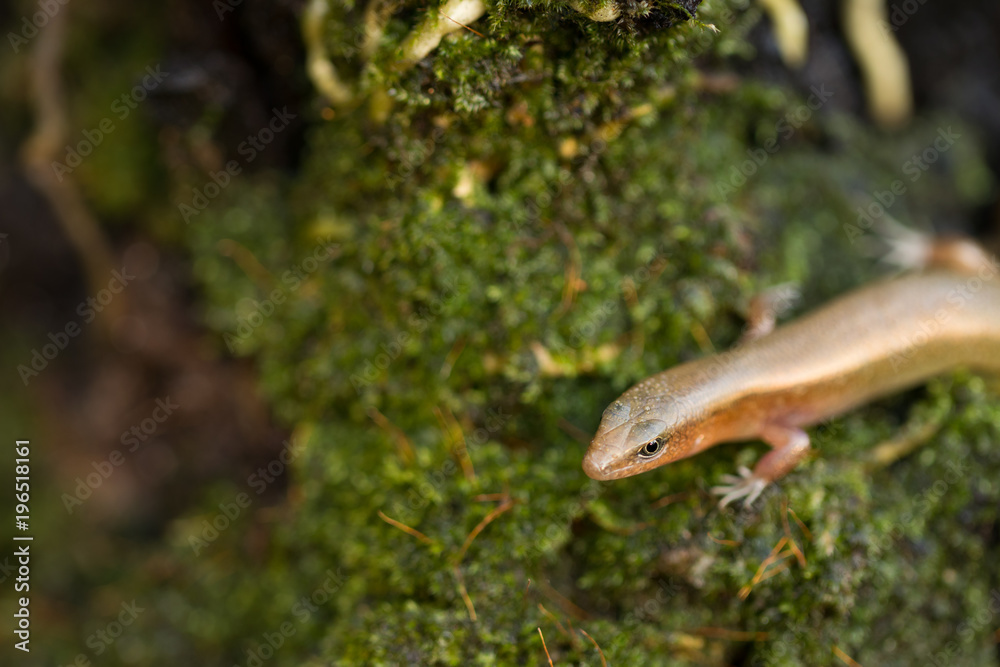 Short limbed Supple Skink lizard on the tropical forest background Short limbed Supple Skink lizard on the tropical forest background