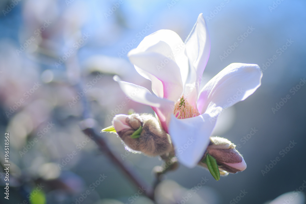 opening flower of pink magnolia in the early spring. Covered with hairs of stucco magnolia.