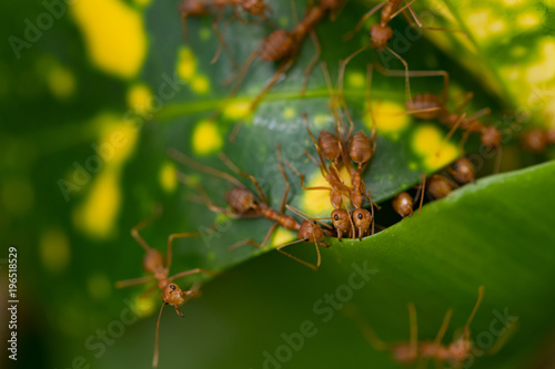Ant action pulling green leaf.Ant bridge unity team,Concept team work together © frank29052515