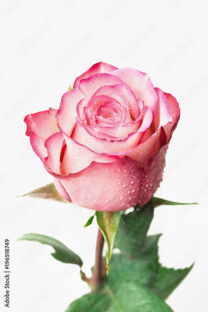 Beautiful fresh rose, isolated on white background Beautiful fresh rose, isolated on white background